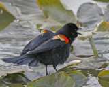 Red-winged Blackbird Display