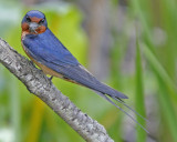 Barn Swallow with nest material