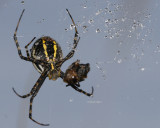 Spiders