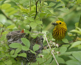 Yellow Warbler feeding time