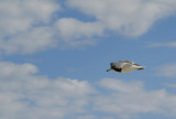Ring Billed Gull into the wild blue yonder