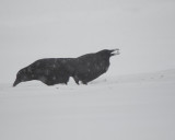  Two Crows in a snow storm.