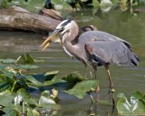 Great Blue Heron with Blue Gill