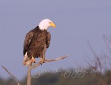 Bald Eagle Blackwater NWR, Md