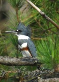 Belted King Fisher Chincoteague NWR, Va