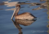 Brown Pelican Virginia Beach , Va