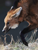 Maned Wolf  DC National Zoo