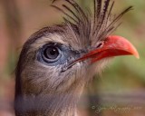 Red Legged Seriena  DC National Zoo