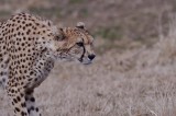 Cheetah  DC National Zoo