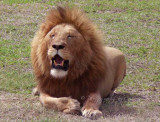 Africa King of the Jungle  CL Safari 2009