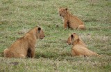 African Lions Cubs CL Safari 2009