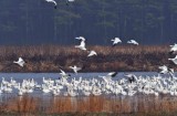 Snow Geese Chincoteague NWR , Va