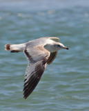 Ring-Billed Gull OBX Beach NC