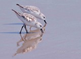 Sanderling OBX Beach NC