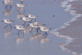 Sanderling OBX Beach NC