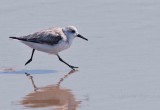 Sanderling OBX  Beach NC