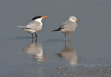 Common Tern Ring-Billed Gull Corrola  Beach OBX Nc
