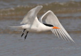 Common Tern Corrola Beach OBX Nc