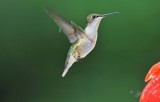  Ruby-throated Hummingbird Fairfax Station Va