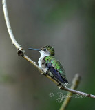 Ruby-throated Hummingbird Fairfax Station Va