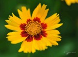 Flower Lance-leaved Coreopsis Washington Dc