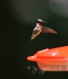 Ruby-throated Hummingbird  Huntley Meadows, Va