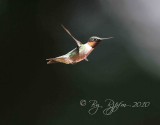 Ruby-throated Hummingbird  Huntley Meadows,Va