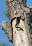 Story of Rat Snake  & a Northern Flicker Blackwater NWR Md