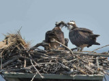 Osprey & Chick Blackwater NWR Md