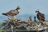 Osprey & Chicks Blackwater NWR Md