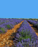  Lavender Field  Puimoisson Fr