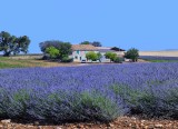  Lavender Field Puimoisson, Fr