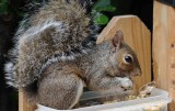 Eastern Gray Squirrel , Va