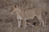 Lion  Wild  Africa 06-2010.jpg
