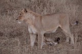 Lions  Wild  Africa 06-2010.jpg