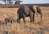 Elephants Mother & Baby   Wild  Africa 08-01-10.jpg