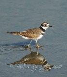Killdeer Chincoteague NWR, Va