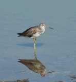 Leser Yellow legs Chincoteague NWR, Va