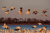 Snow Geese  Chincoteague NWR, Va