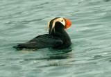 Tufted Puffin Homer Spit  Seagull Island  KP Ak