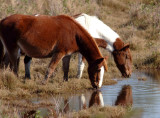 Wild Ponies Chincoteague NWR, Va