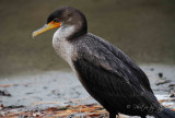 Double-crested Cormorant Chincoteague NWR Va