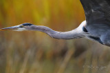 Great Blue Heron  Chincoteague NWR Va