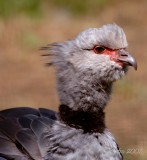 Crested Screamer DC National Zoo