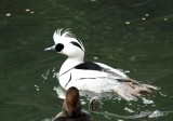 Smew Duck DC National Zoo