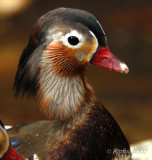 Mandarin Duck DC National Zoo