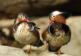 Mandarin Duck DC National Zoo