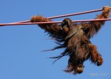 Orangutan DC National Zoo