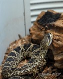 Rattlesnake DC National Zoo