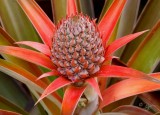 Pineapple of the World Dole  Oahu HI